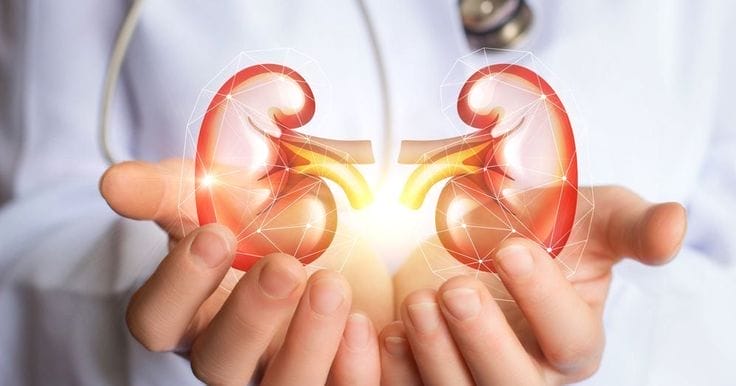 26 Dietary Choices For Optimal Kidney Health Facty Health