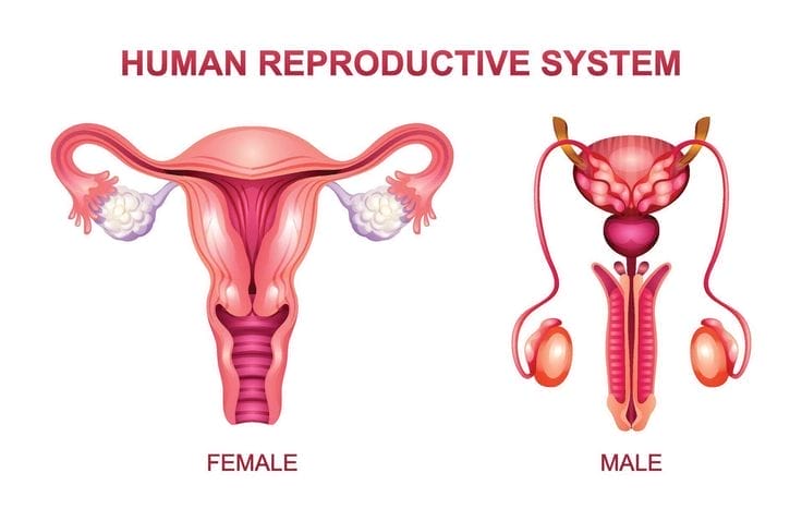 Human Reproductive System Male And Female Reproductive System Anatomy Vector Illustration Isolated On White Background