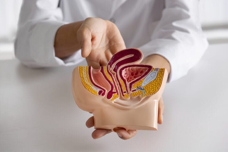 Seseorang berjas putih memegang model anatomi daerah panggul wanita, memberikan penjelasan tentang organ reproduksi internal—berbeda dari topik kanker prostat atau benjolan di prostat yang terkait sistem reproduksi pria.