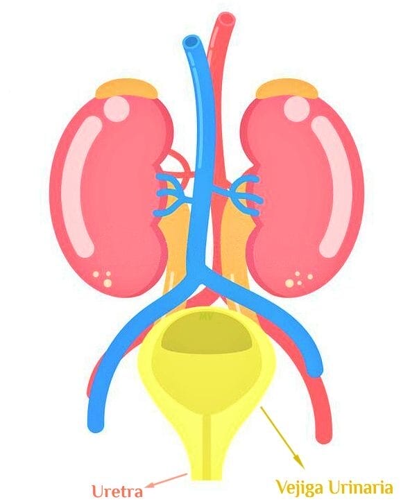 Diagram yang mengilustrasikan Konsep Otomatis ginjal, ureter, kandung kemih ("Vejiga Urinaria"), dan uretra ("Uretra"), dengan pembuluh darah yang ditunjukkan dengan warna biru dan merah.